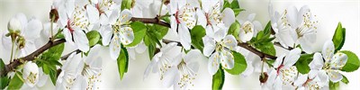 Фартук для кухни «Цветущий сад»,  ХДФ с у/ф печатью  ,    ,  610*2440*3 sppr5VVTtoAR086-0194 (24515)
